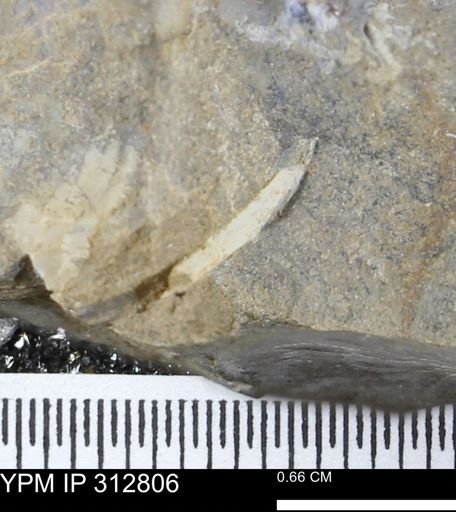 undet. Mollusca