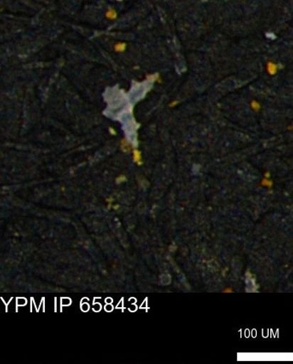 undet. Porifera