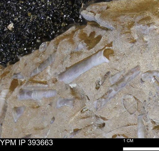 undet. Serpulidae