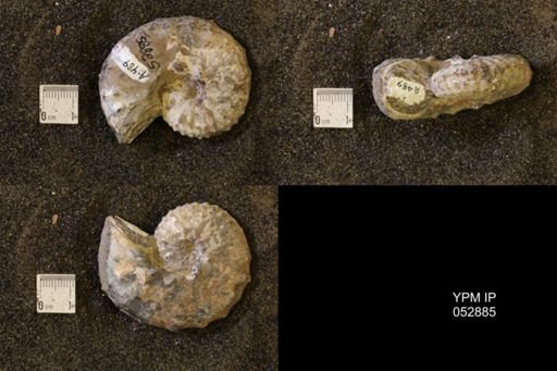 Discoscaphites gulosus