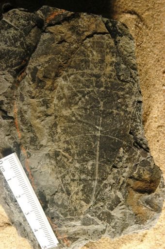 Trichilia pseudobakerii