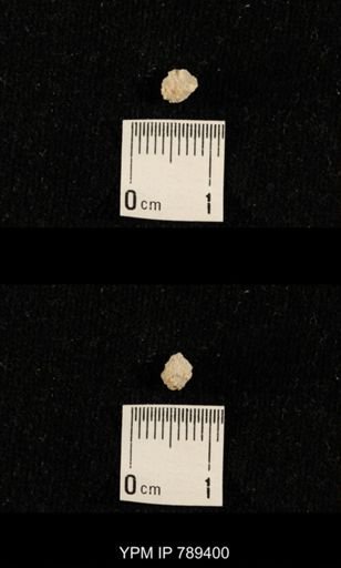 undet. Bryozoa