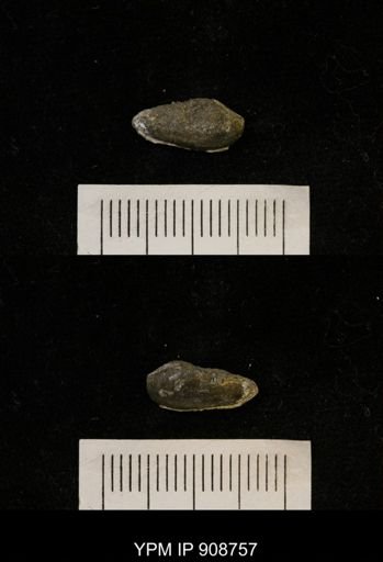 Malletia sp.