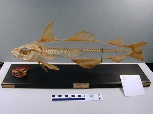 Melanogrammus aeglefinus