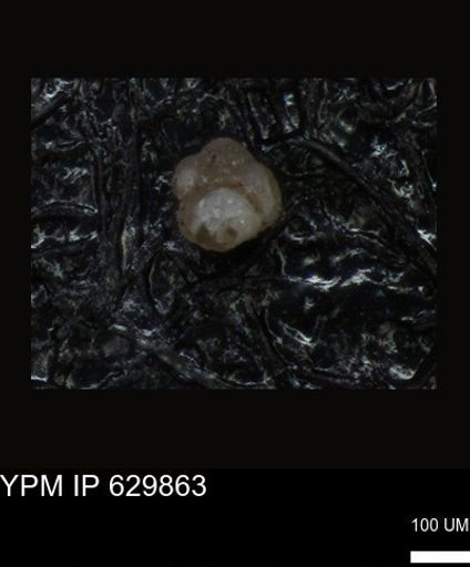 undet. Foraminiferida