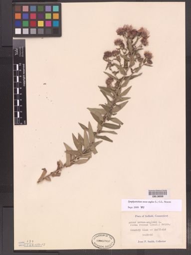 Symphyotrichum novae-angliae