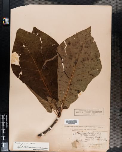 Magnolia fraseri