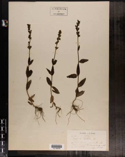 Plantae