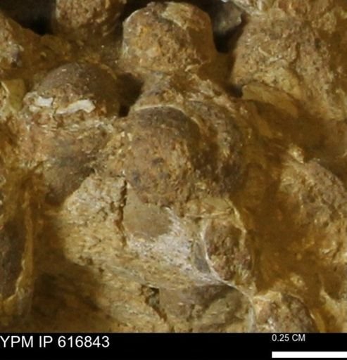 Teredo sp.