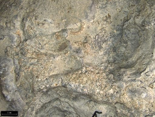 Aplocoma damesii