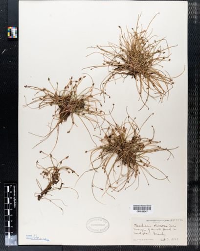 Eleocharis olivacea