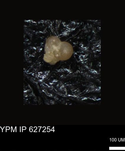 undet. Foraminiferida