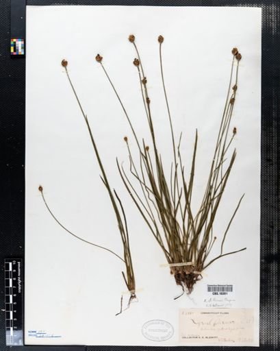 Xyris difformis