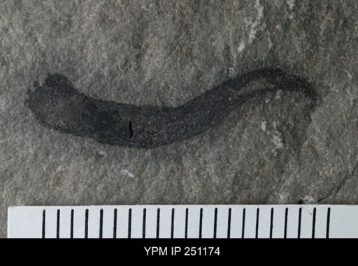 Cooksonia sp.