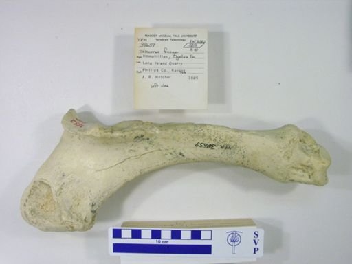 Teleoceras fossiger