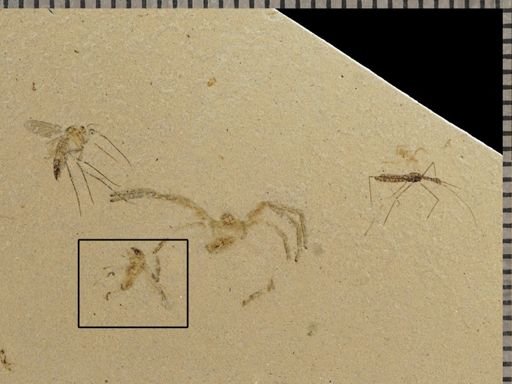 undet. Insecta