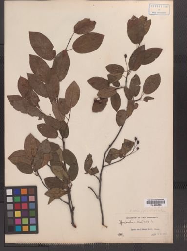 Amelanchier canadensis