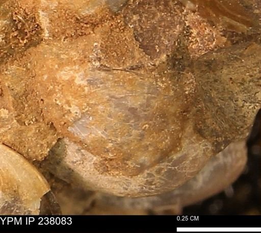 Protocardia subquadrata