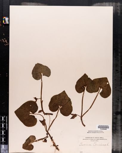 Asarum canadense