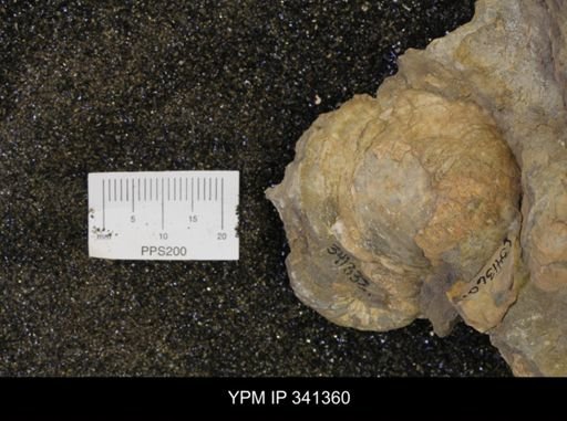 Inoceramus sp.