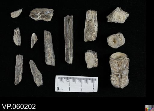 undet. Actinopterygii