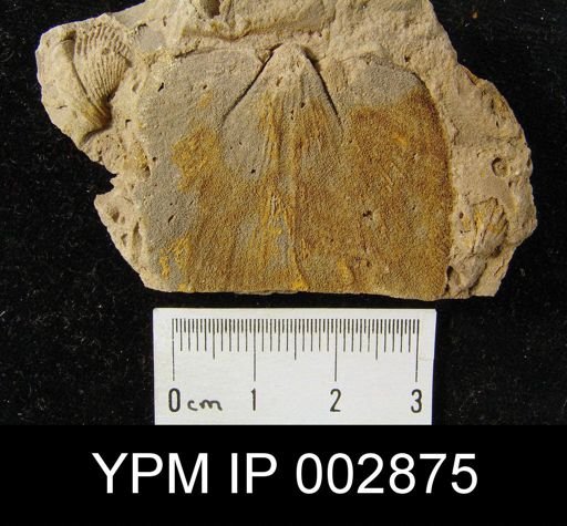 Strophomena obovata