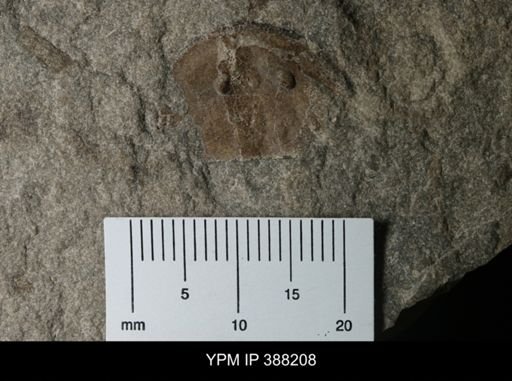 Erieopterus sp.