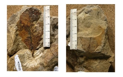 Aquilina grossidentata