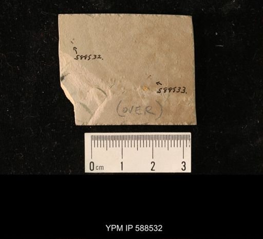 undet. Hymenoptera