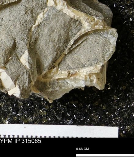 undet. Mollusca