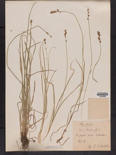 Carex divulsa