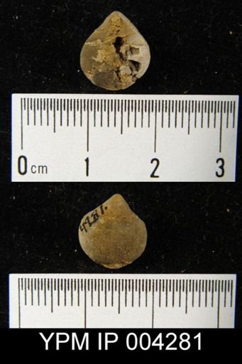 Rhynchospirifer sp.