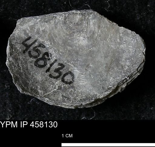 Pholidostrophia iowaensis