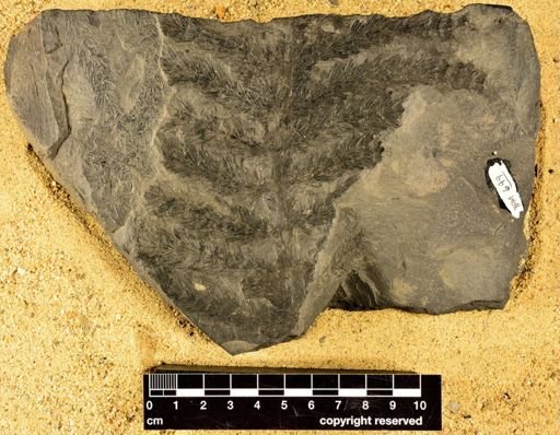 Asterophyllites sp.