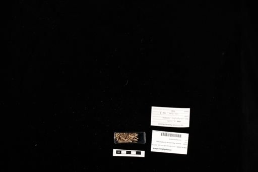 Crotaphytus collaris