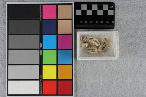 Leptomeryx sp.