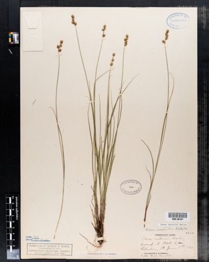 Carex interior