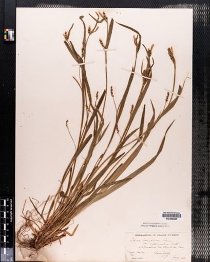Carex laxiflora