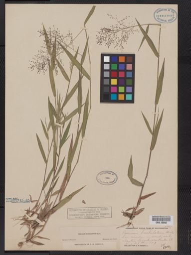 Panicum microcarpon
