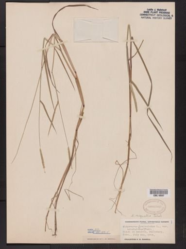 Alopecurus aequalis