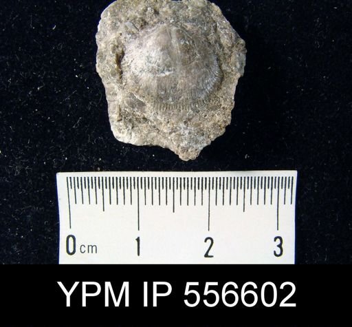 Rhipidomella vanuxemi