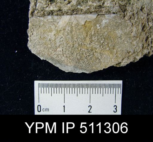 undet. Strophomenida