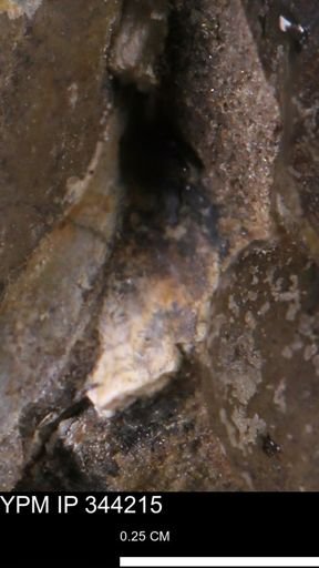 undet. Bivalvia