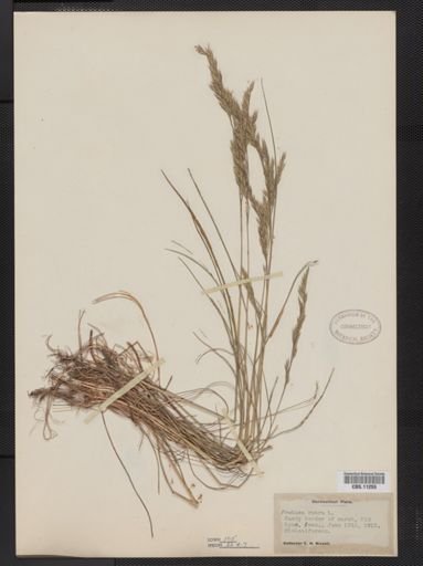 Festuca rubra