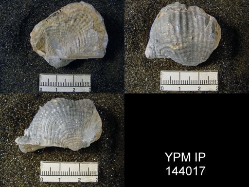 Dictyoclostus indicus