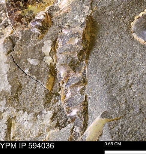 undet. Ammonoidea