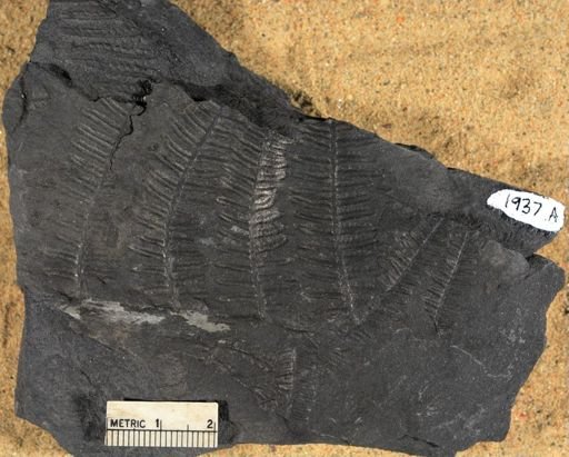 Pecopteris vestita