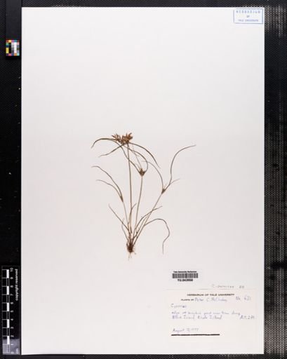 Cyperus