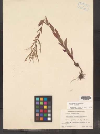Epilobium ciliatum
