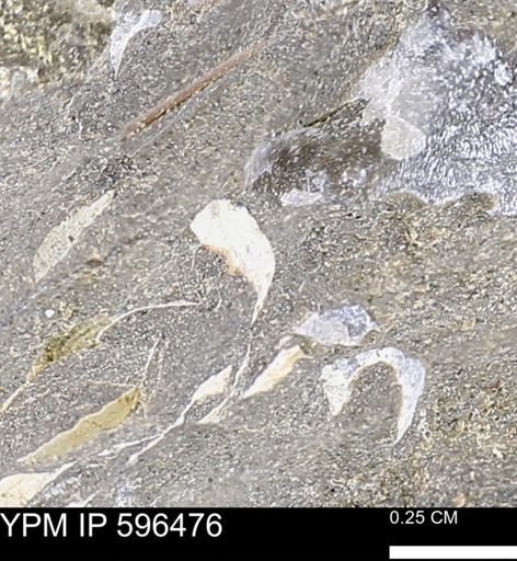 undet. Mollusca